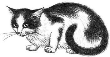 Bange kat